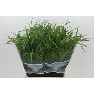 Panicum Fountain