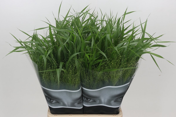 <h4>Panicum Fountain</h4>