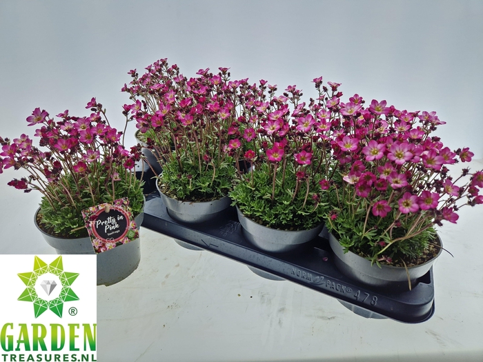 <h4>SAXIF ARENDSII</h4>