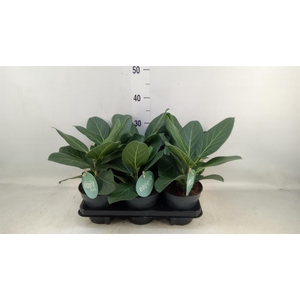 Ficus benghalensis 'Audrey'