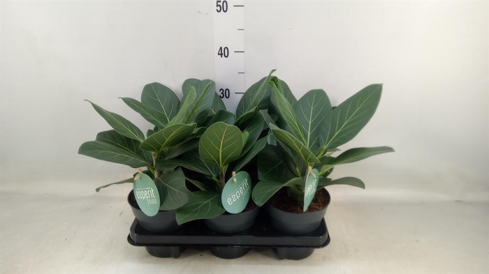 <h4>Ficus benghalensis 'Audrey'</h4>