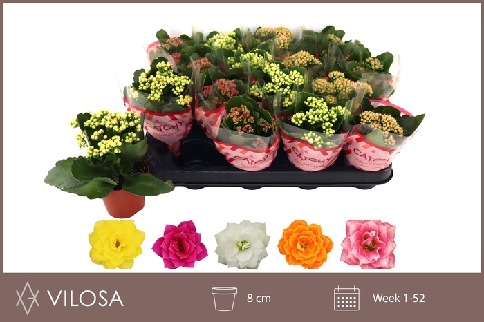 <h4>KAL GE GEM 5 KL</h4>