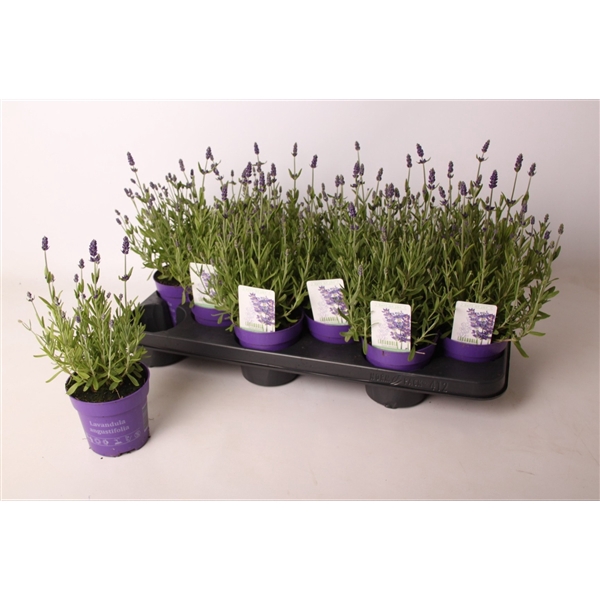 <h4>Lavandula ang. 'Ardèche Blue' 10,5 cm</h4>