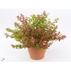 Abelia grandiflora 'Sunsh Daydream'