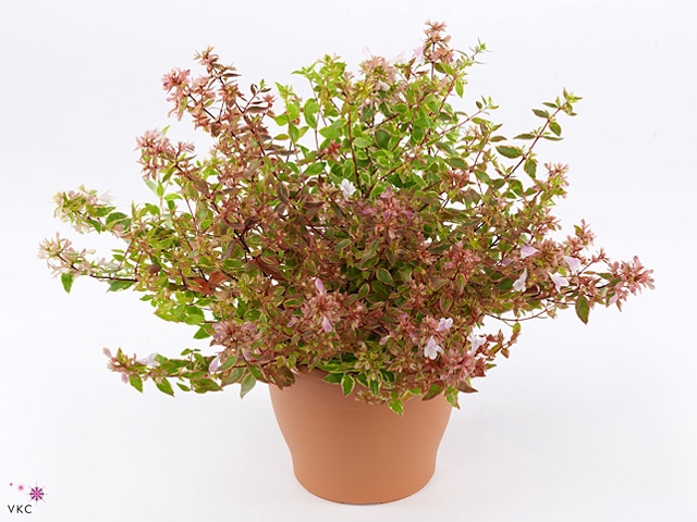 Abelia grandiflora 'Sunsh Daydream'