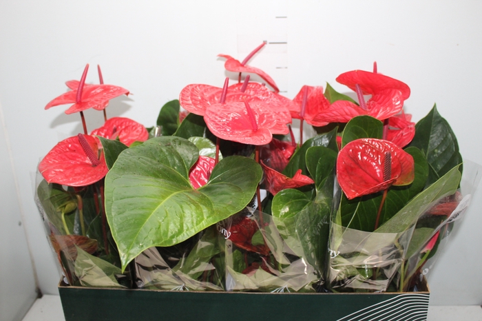 <h4>ANTHURIUM CASANOVA P15 VERMELHO PREMIUM</h4>