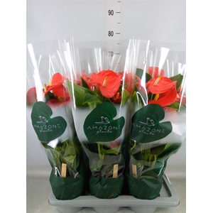 Anthurium andr. 'Florida'
