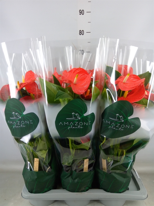 <h4>Anthurium andr. 'Florida'</h4>