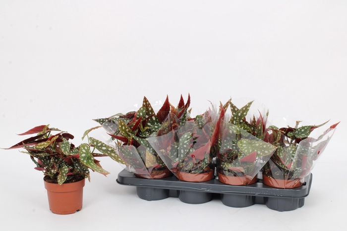 <h4>BEG MA WIGHTII</h4>