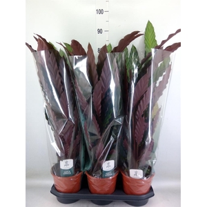 Calathea rufibarba