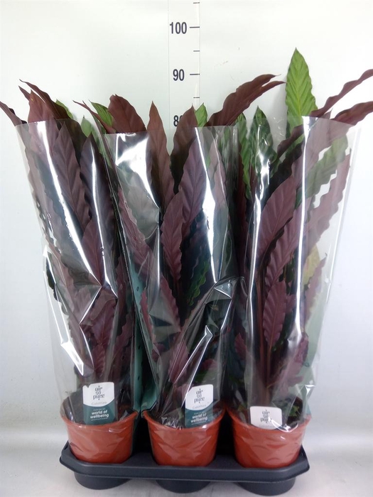 <h4>Calathea rufibarba</h4>