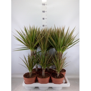 Dracaena marg. 'Bicolor'