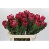 Protea Brenda