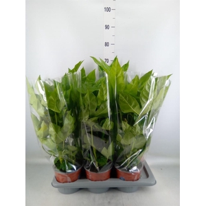 Fatsia japonica   ...