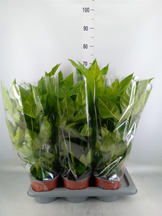 <h4>Fatsia japonica ...</h4>