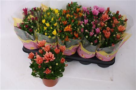 <h4>Chrys Gem 5 Kl</h4>