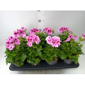 Pelargonium gran. ..