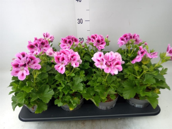 <h4>Pelargonium gran.   ..</h4>