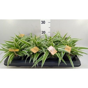 Chlorophytum com. 'Ocean'