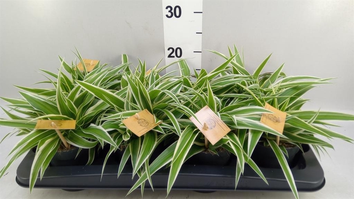 <h4>Chlorophytum com. 'Ocean'</h4>