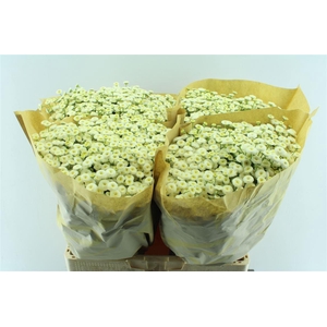 Tanacetum Rio White