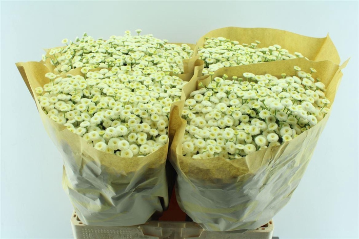 <h4>Tanacetum Rio White</h4>