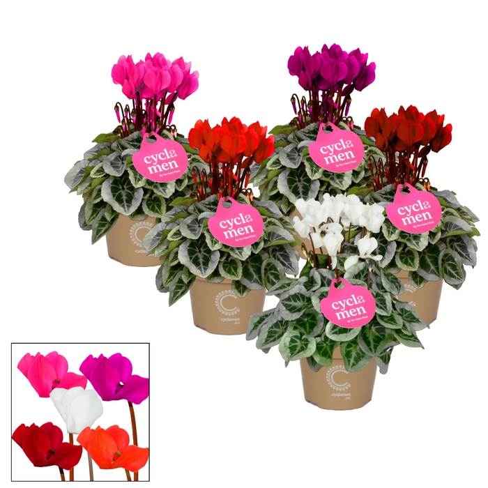 <h4>Cyclamen Picasso Mix P11</h4>