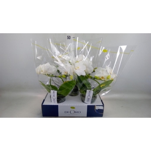 Phalaenopsis   ...white