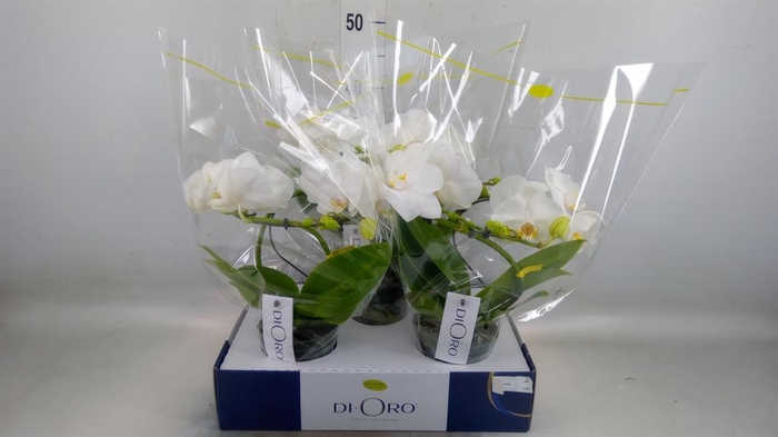 <h4>Phalaenopsis   ...white</h4>