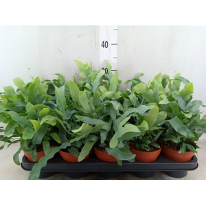 Phlebodium aureum 'Blue Star'