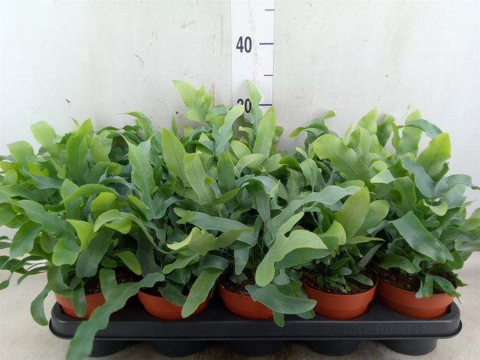 <h4>Phlebodium aureum 'Blue Star'</h4>