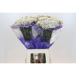 OZOTH COOKS SNOW WHI