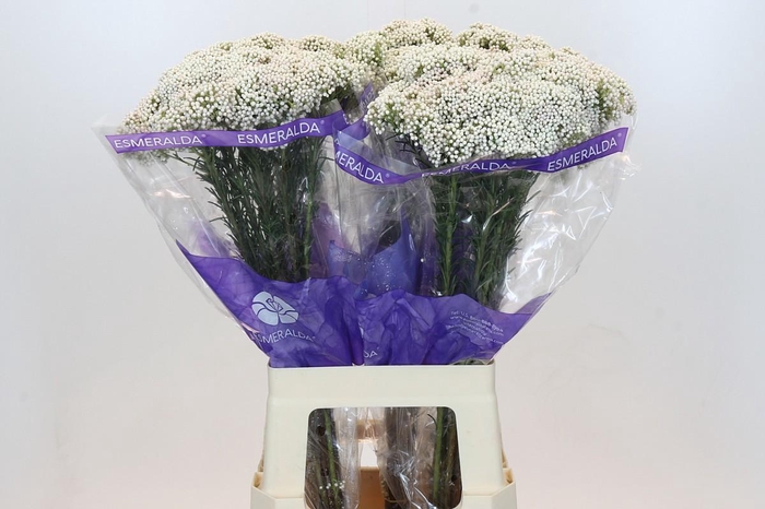 <h4>OZOTH COOKS SNOW WHI</h4>