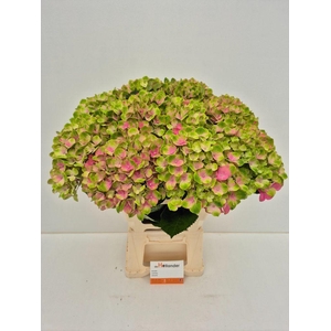 Hydrangea Macr Magical Amethyst
