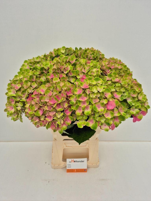 <h4>Hydrangea Macr Magical Amethyst</h4>