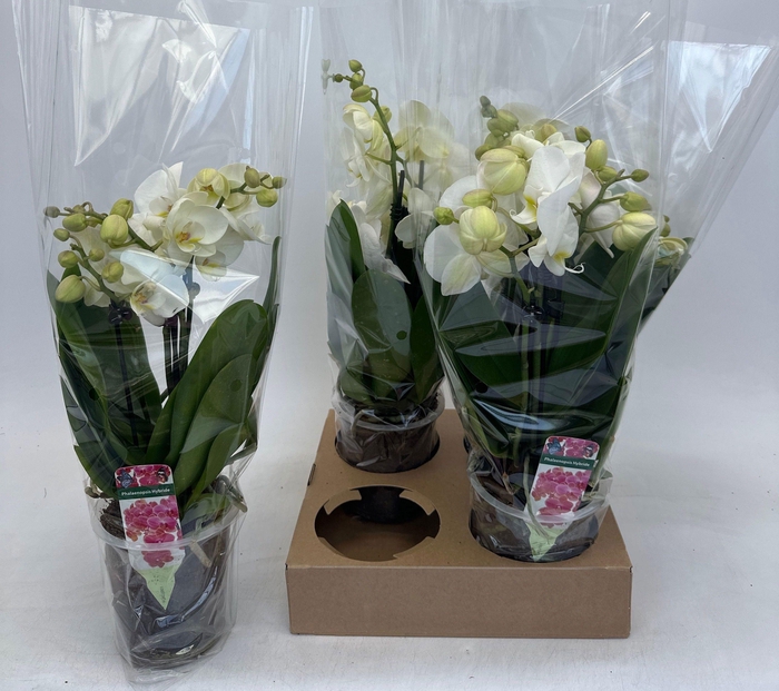 <h4>PHAL OV WIT</h4>