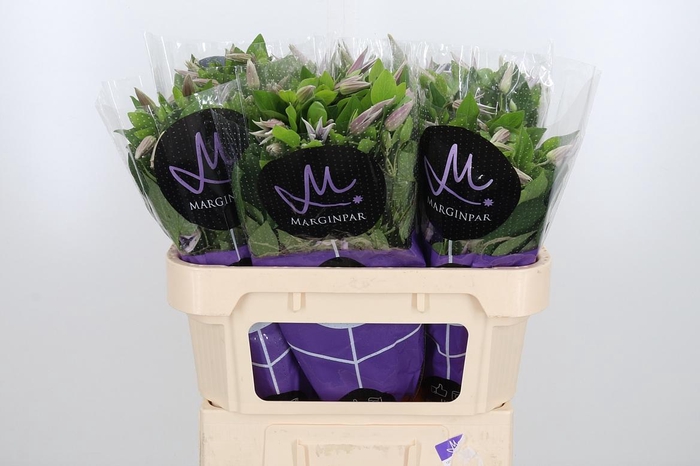 <h4>Clem Amazing Miami</h4>