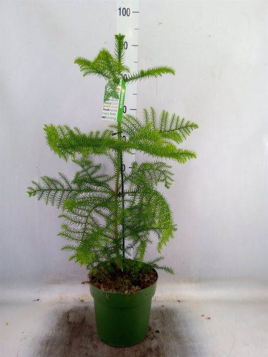 <h4>Araucaria heterophylla</h4>