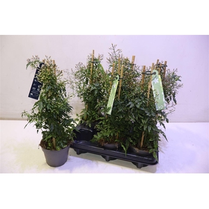 arr8 Jasm Polyanthum Wit Piramide