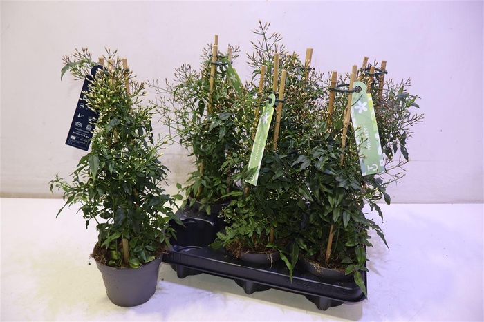 <h4>arr8 Jasm Polyanthum Wit Piramide</h4>