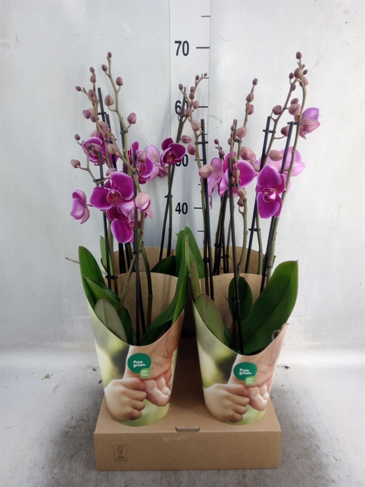 <h4>Phalaenopsis   ...lilac</h4>