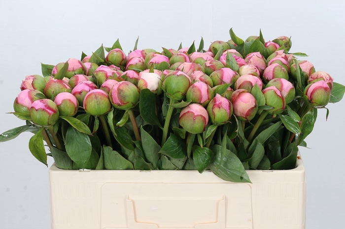 <h4>Paeonia Angel Cheeks</h4>