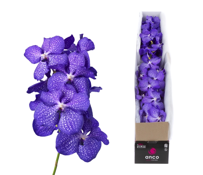 <h4>Vanda  'Kanchana Magic Blue'</h4>