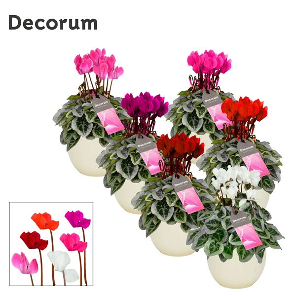 <h4>Cyclamen SS Picasso Mix Melanie</h4>