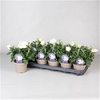 Platyco Gr Astra Whi
