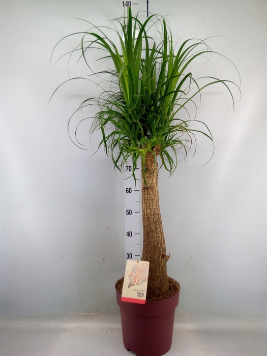 <h4>Beaucarnea recurvata</h4>