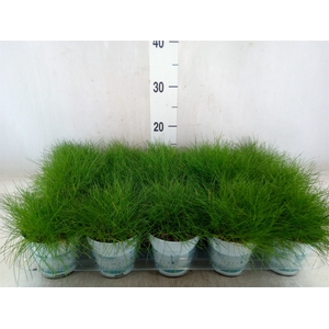 Festuca gautieri 'Amigreen'