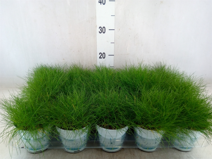 <h4>Festuca gautieri 'Amigreen'</h4>