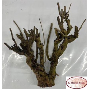 Seringenhout 40cm P/tk