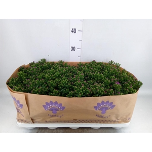 Aster n-b 'Showmakers Pretty Pink'